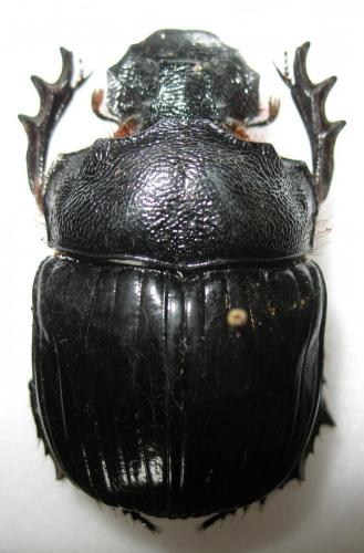 Réf. 243 143 : Heliocopris haroldi